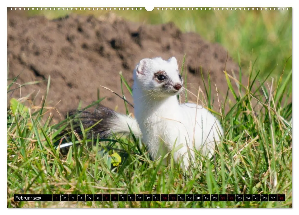 Bild: 9783516698923 | Wildtiere des Paderborner Landes (hochwertiger Premium Wandkalender...
