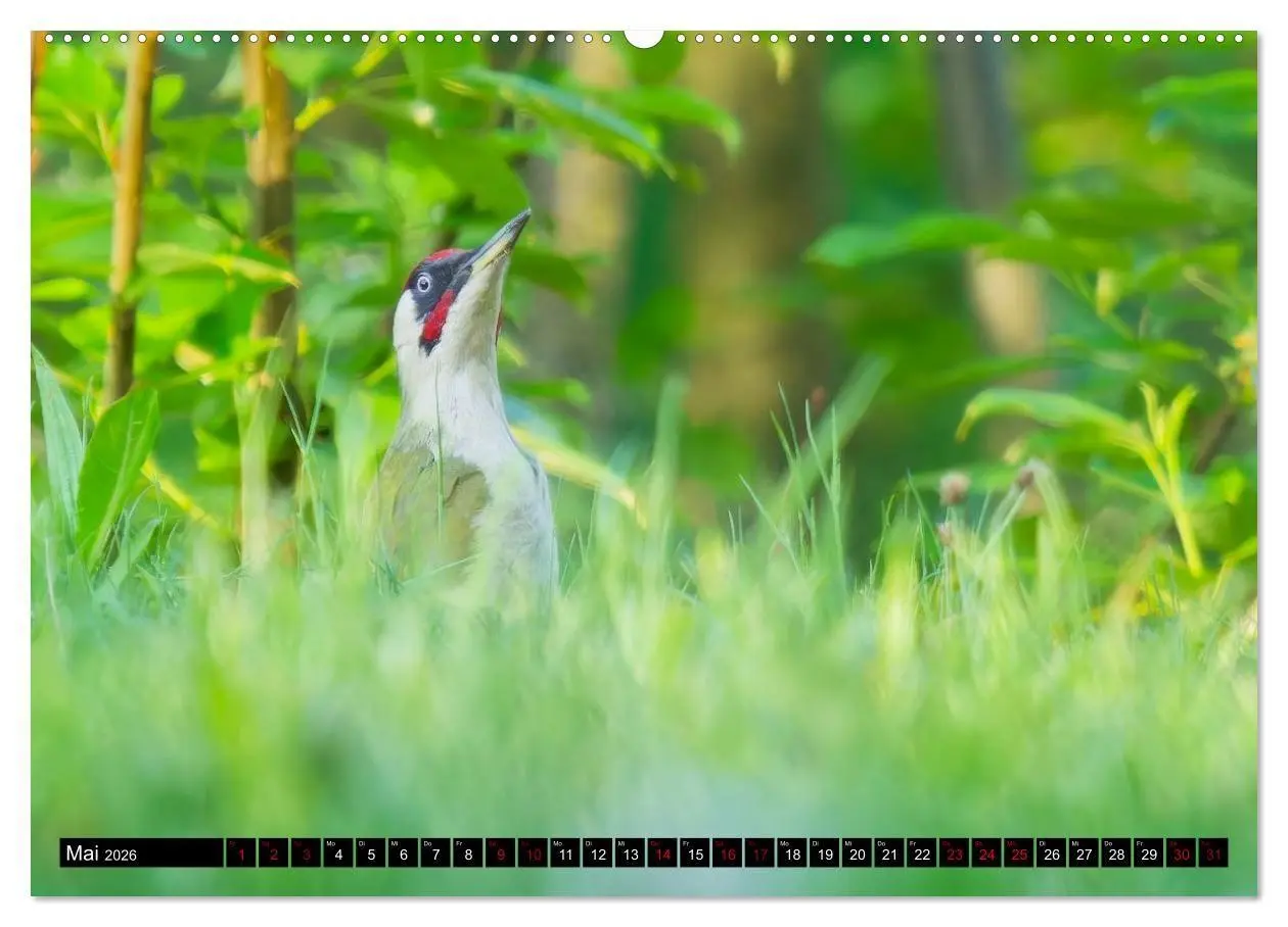 Bild: 9783516698923 | Wildtiere des Paderborner Landes (hochwertiger Premium Wandkalender...