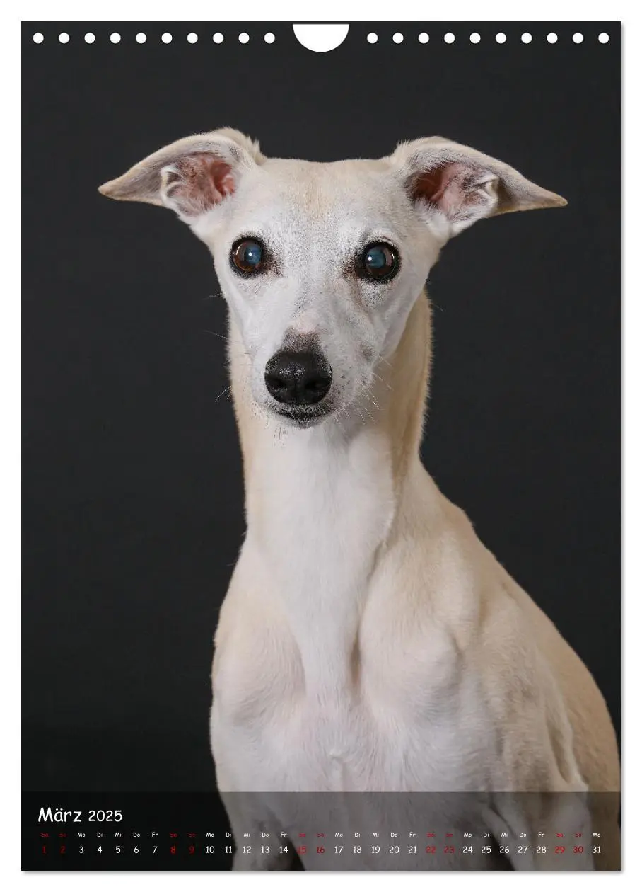 Bild: 9783435859023 | Whippets im Portrait (Wandkalender 2025 DIN A4 hoch), CALVENDO...