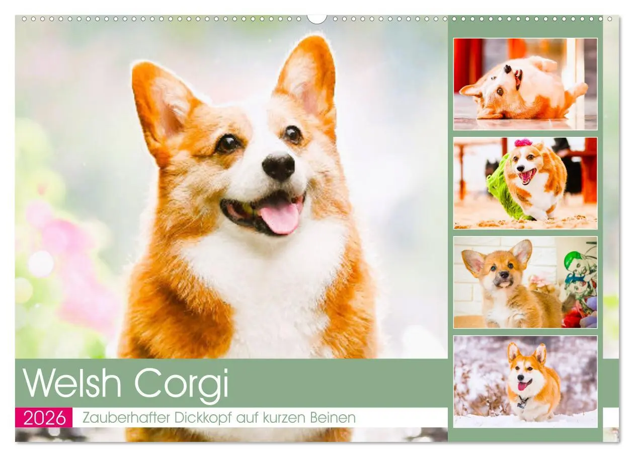 Cover: 9783457569023 | Welsh Corgi. Zauberhafter Dickkopf auf kurzen Beinen (Wandkalender...