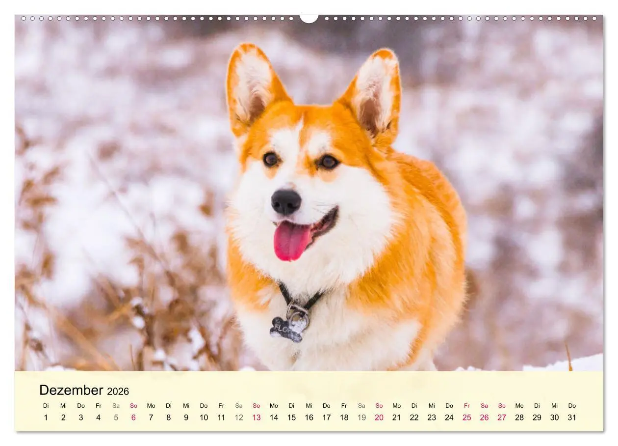 Bild: 9783457569023 | Welsh Corgi. Zauberhafter Dickkopf auf kurzen Beinen (Wandkalender...
