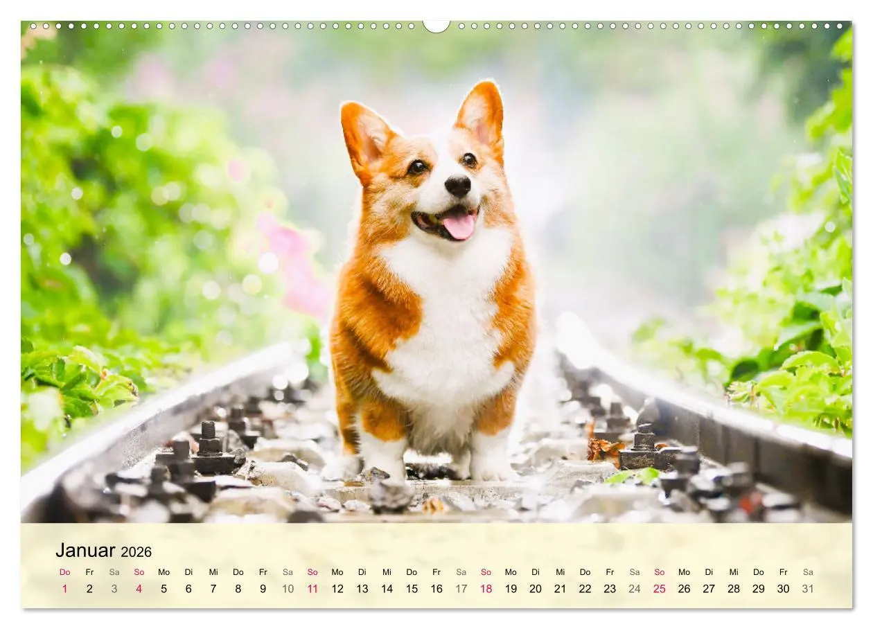 Bild: 9783457569023 | Welsh Corgi. Zauberhafter Dickkopf auf kurzen Beinen (Wandkalender...