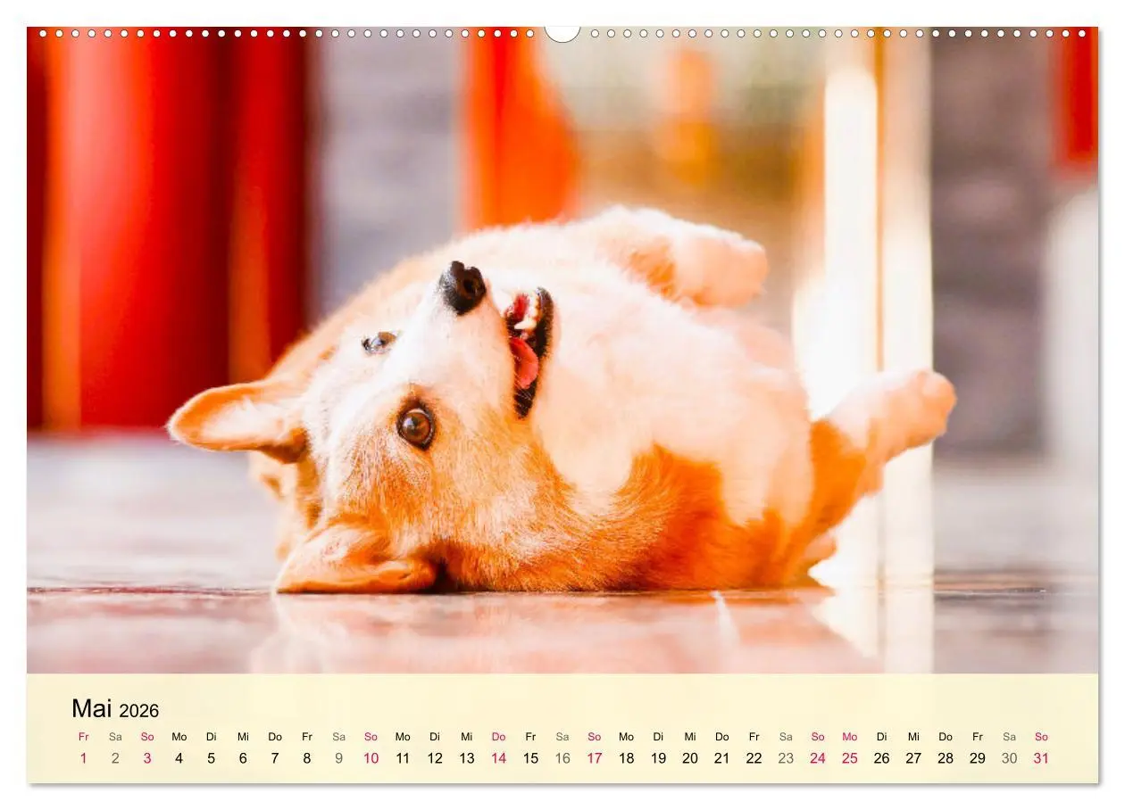 Bild: 9783457569023 | Welsh Corgi. Zauberhafter Dickkopf auf kurzen Beinen (Wandkalender...