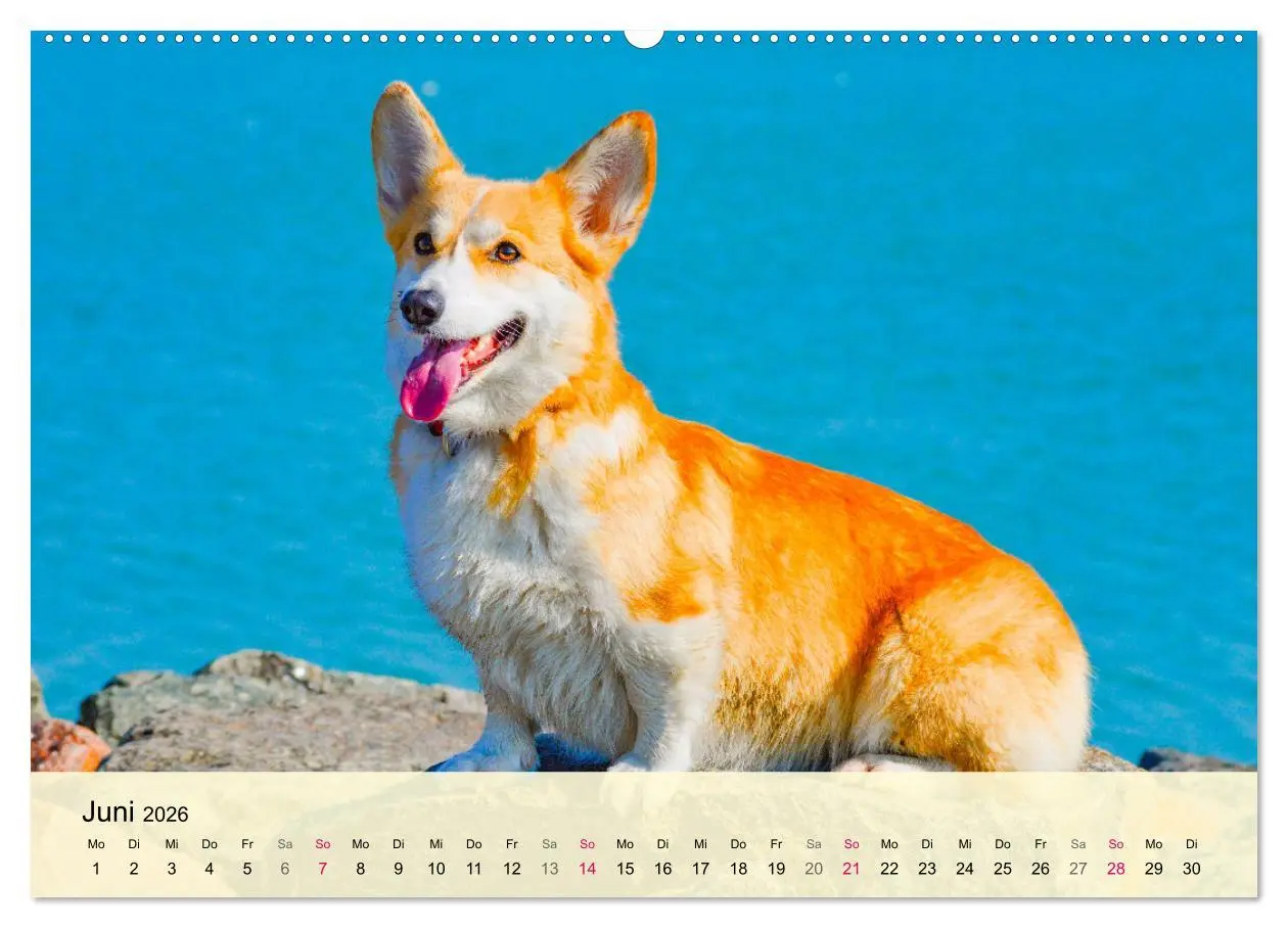 Bild: 9783457569023 | Welsh Corgi. Zauberhafter Dickkopf auf kurzen Beinen (Wandkalender...