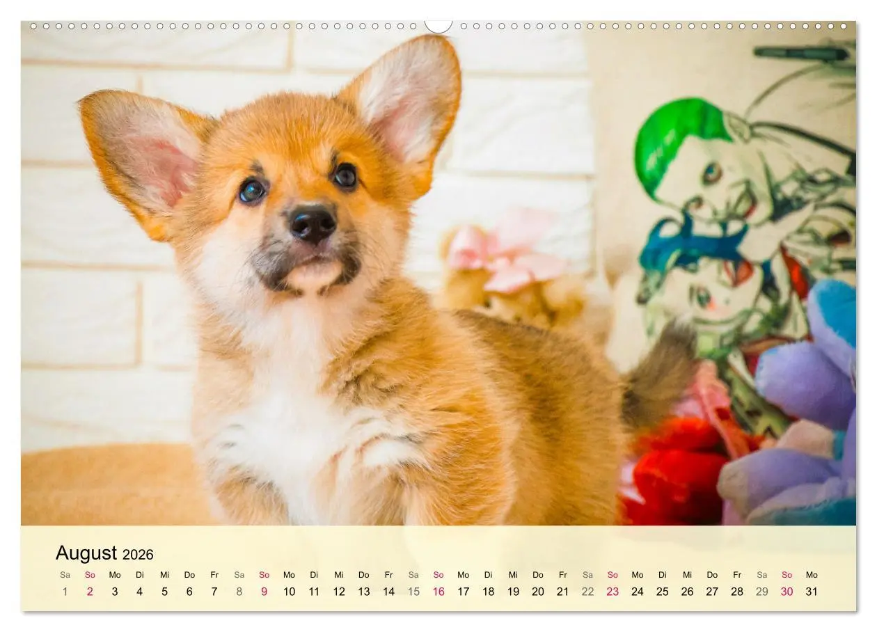 Bild: 9783457569023 | Welsh Corgi. Zauberhafter Dickkopf auf kurzen Beinen (Wandkalender...