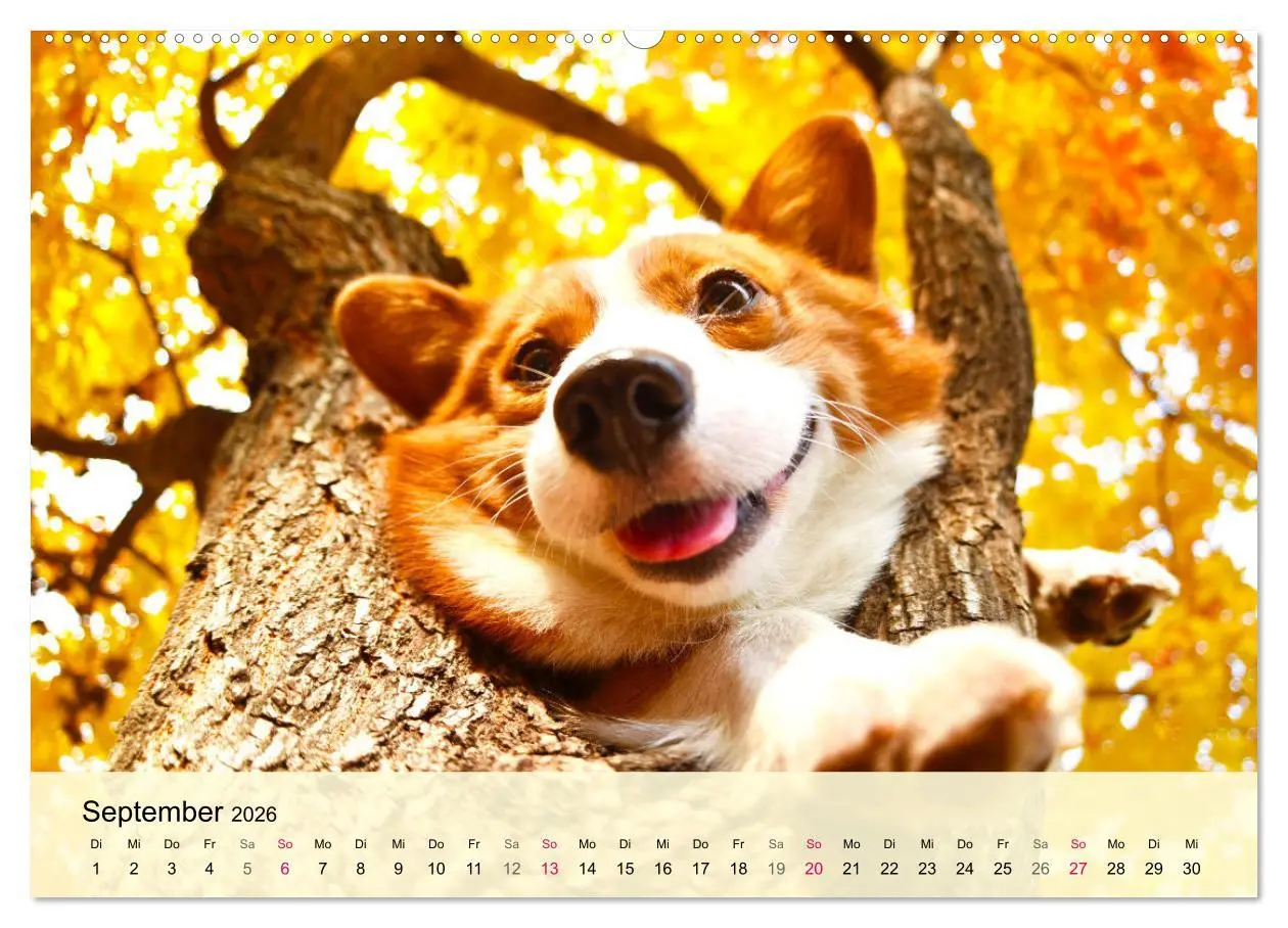 Bild: 9783457569023 | Welsh Corgi. Zauberhafter Dickkopf auf kurzen Beinen (Wandkalender...