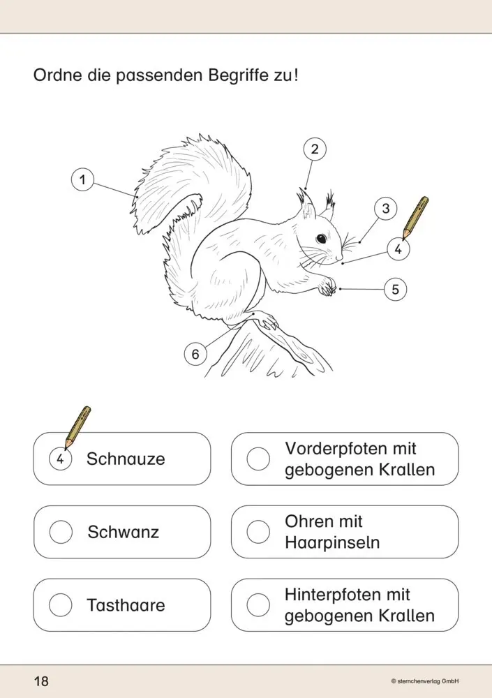 Bild: 9783910429123 | Ich kenne das Eichhörnchen | sternchenverlag GmbH (u. a.) | Buch