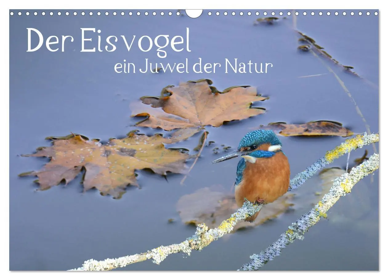Cover: 9783457919323 | Der Eisvogel, ein Juwel der Natur (Wandkalender 2026 DIN A3 quer),...