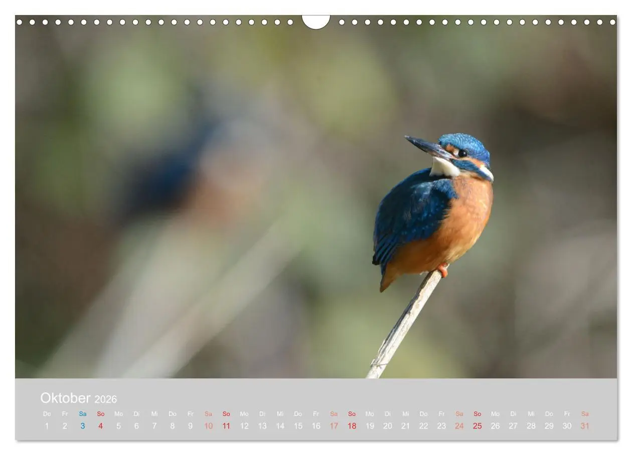 Bild: 9783457919323 | Der Eisvogel, ein Juwel der Natur (Wandkalender 2026 DIN A3 quer),...