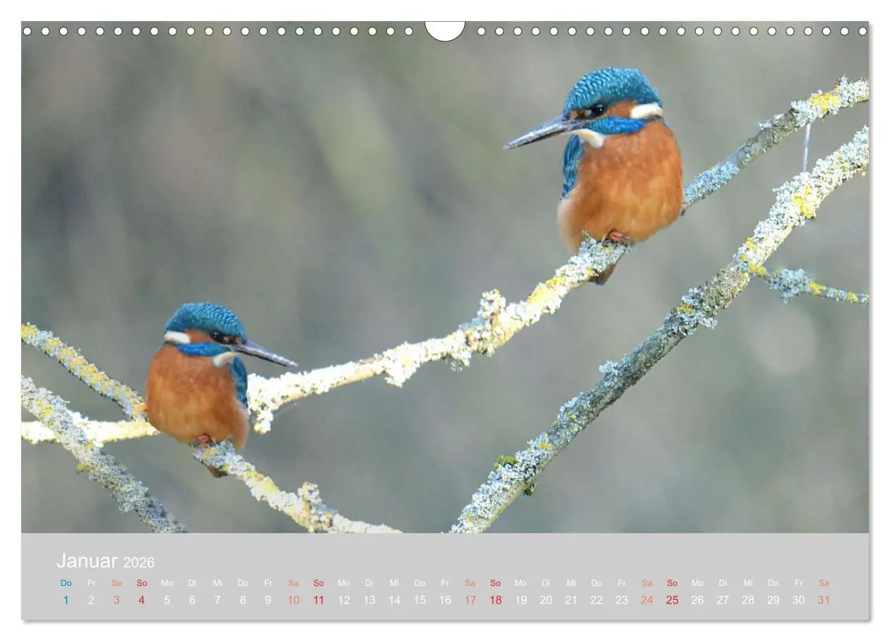 Bild: 9783457919323 | Der Eisvogel, ein Juwel der Natur (Wandkalender 2026 DIN A3 quer),...