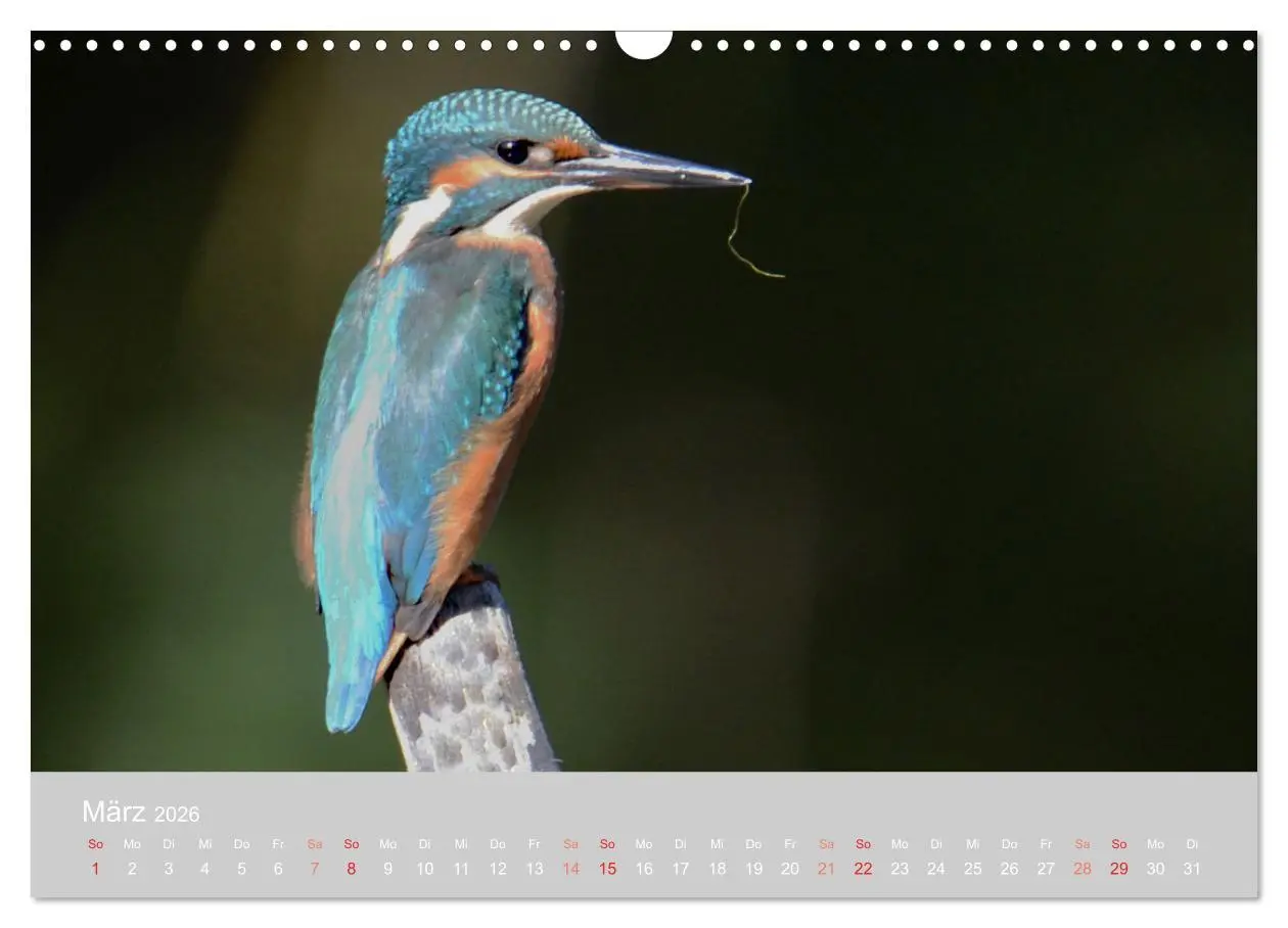 Bild: 9783457919323 | Der Eisvogel, ein Juwel der Natur (Wandkalender 2026 DIN A3 quer),...