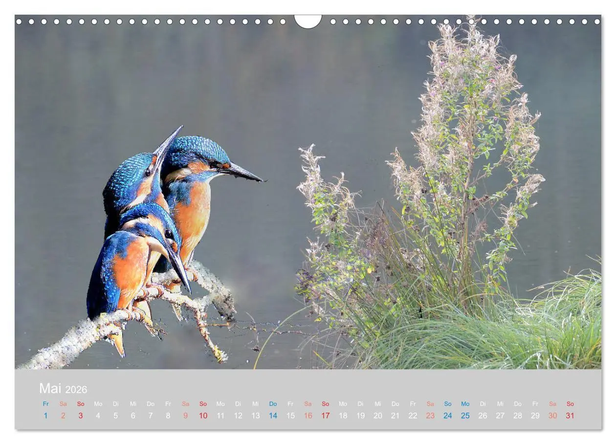 Bild: 9783457919323 | Der Eisvogel, ein Juwel der Natur (Wandkalender 2026 DIN A3 quer),...