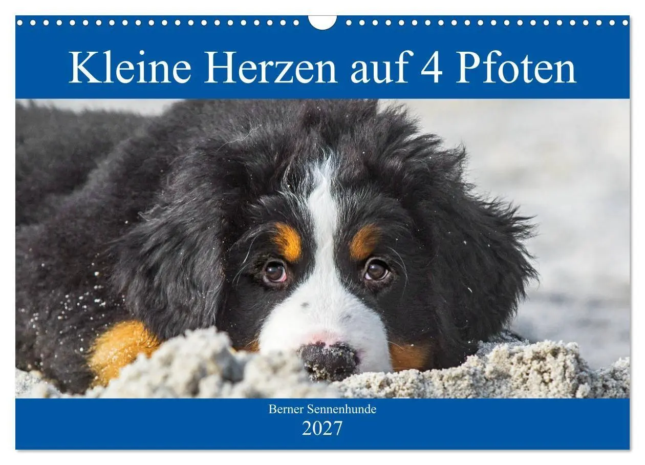 Cover: 9783569649323 | Kleine Herzen auf 4 Pfoten - Berner Sennenhunde (Wandkalender 2027...