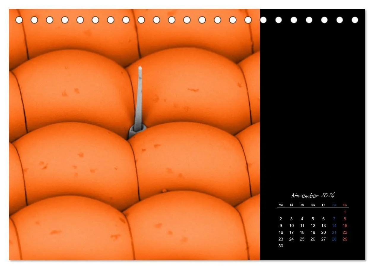 Bild: 9783457839423 | strucTEMs Mikrowelt - Winzige Nachbarn ganz groß (Tischkalender...