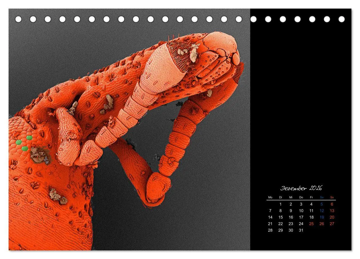 Bild: 9783457839423 | strucTEMs Mikrowelt - Winzige Nachbarn ganz groß (Tischkalender...
