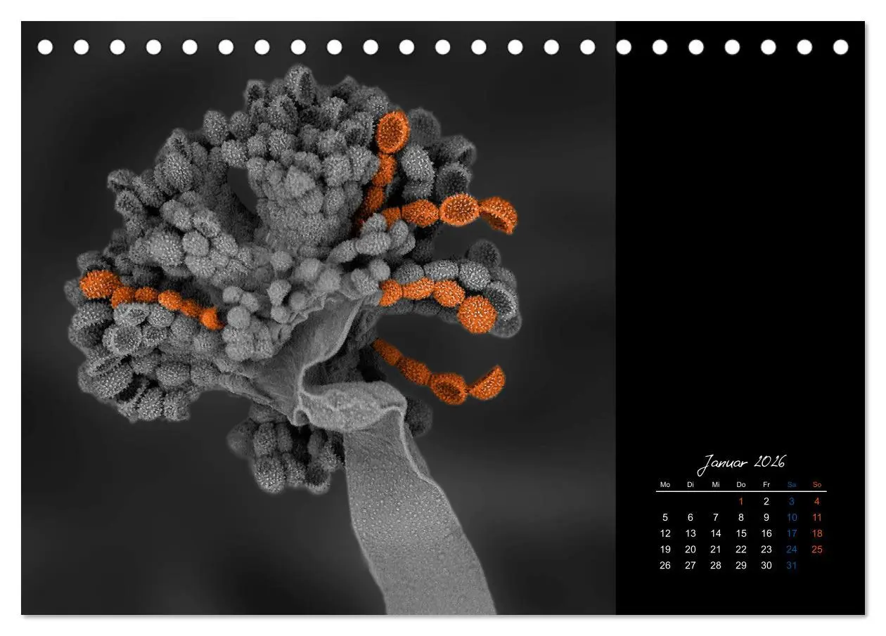 Bild: 9783457839423 | strucTEMs Mikrowelt - Winzige Nachbarn ganz groß (Tischkalender...