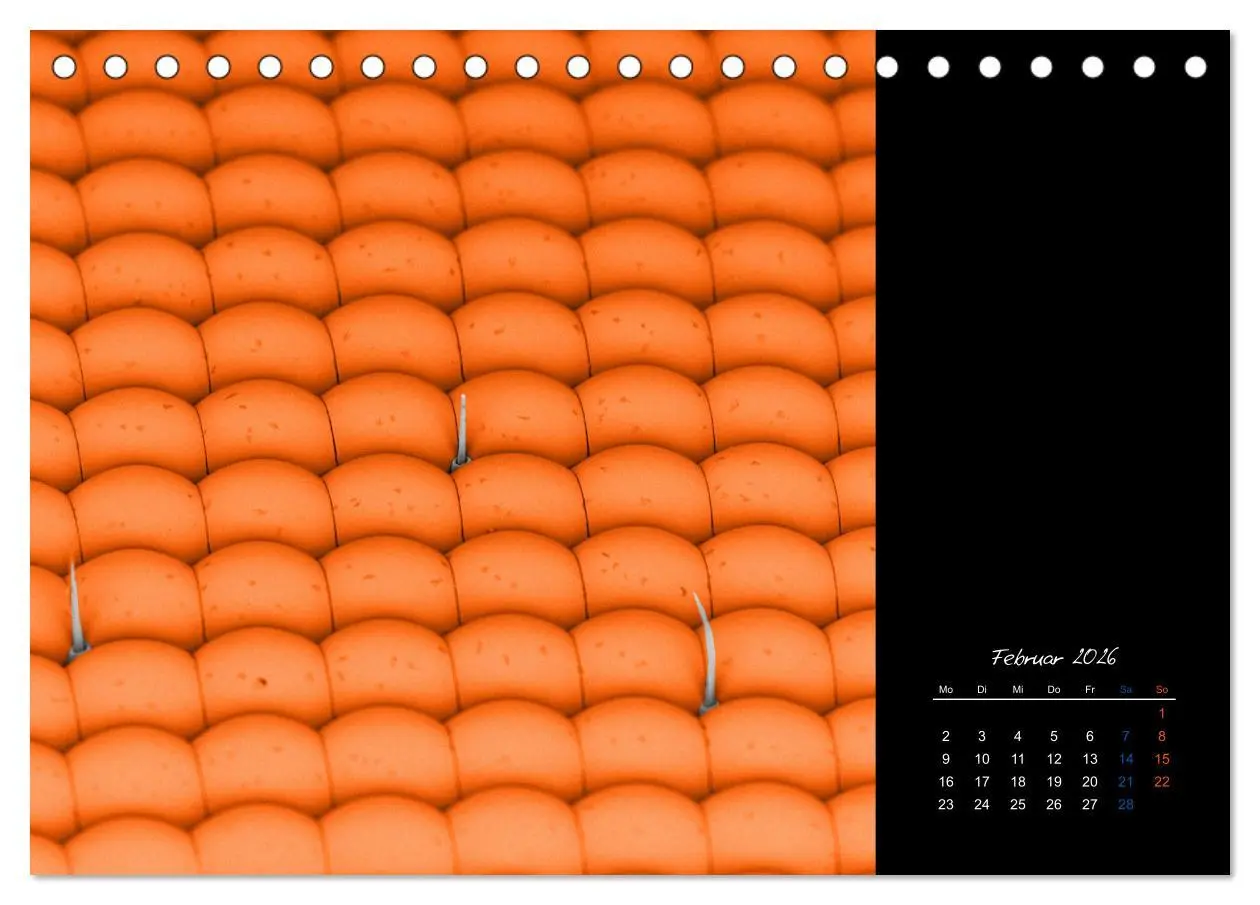 Bild: 9783457839423 | strucTEMs Mikrowelt - Winzige Nachbarn ganz groß (Tischkalender...