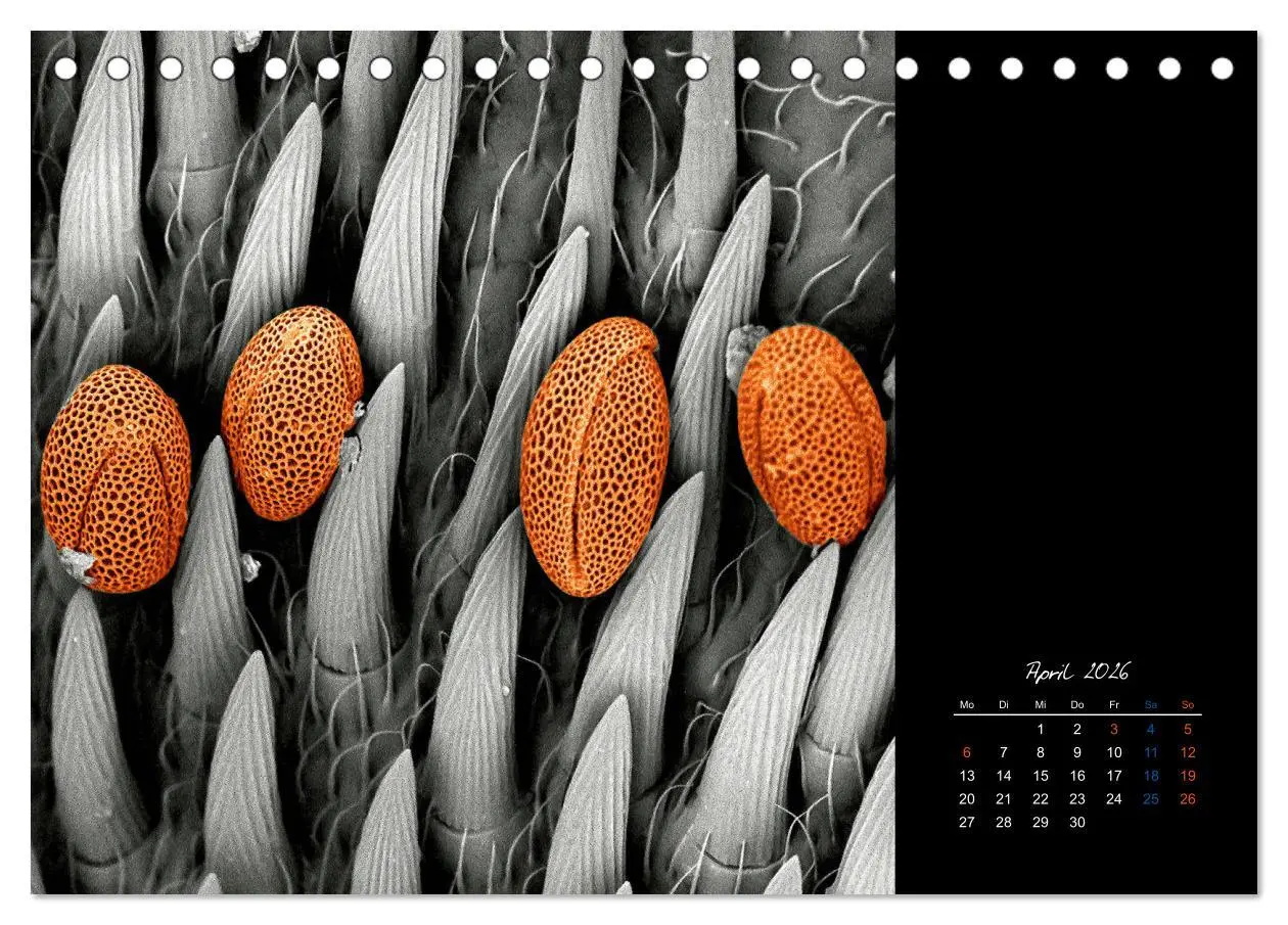 Bild: 9783457839423 | strucTEMs Mikrowelt - Winzige Nachbarn ganz groß (Tischkalender...