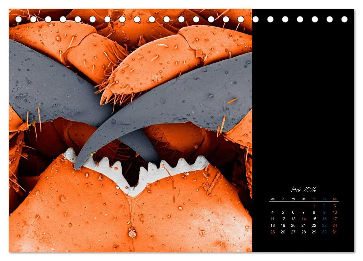 Bild: 9783457839423 | strucTEMs Mikrowelt - Winzige Nachbarn ganz groß (Tischkalender...