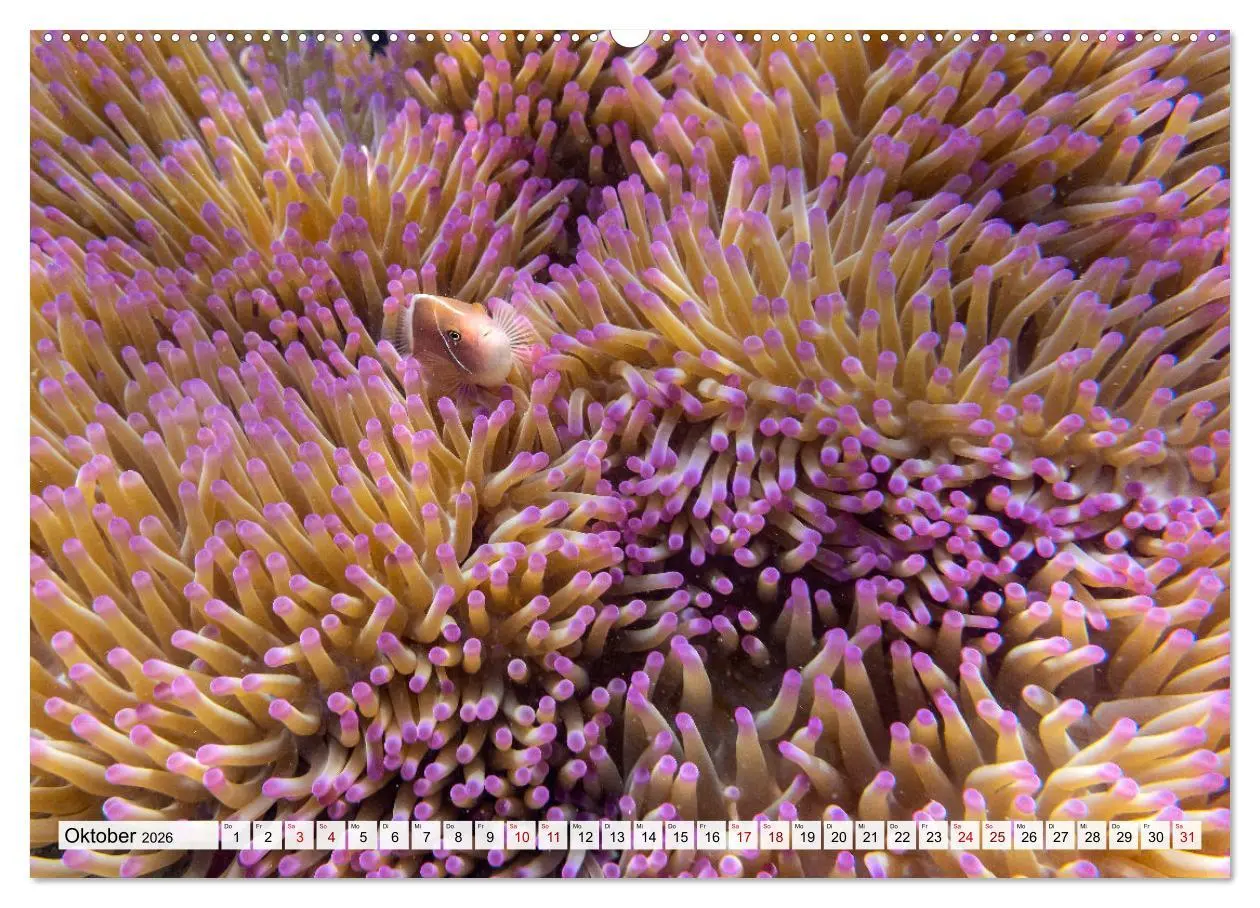 Bild: 9783457519523 | Thailand - Koh Kood (Wandkalender 2026 DIN A2 quer), CALVENDO...