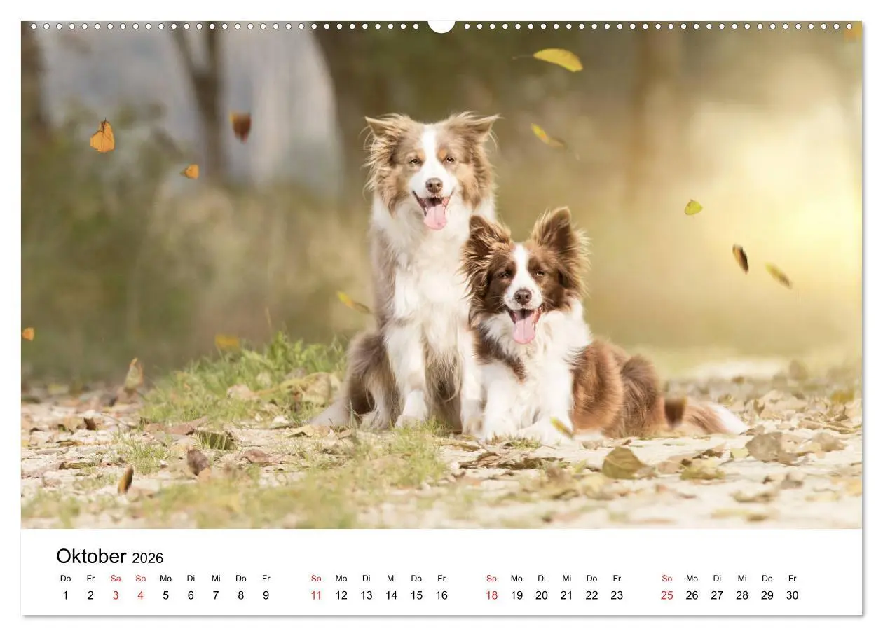 Bild: 9783457679623 | Border Collie - Bunt und clever! (hochwertiger Premium Wandkalender...