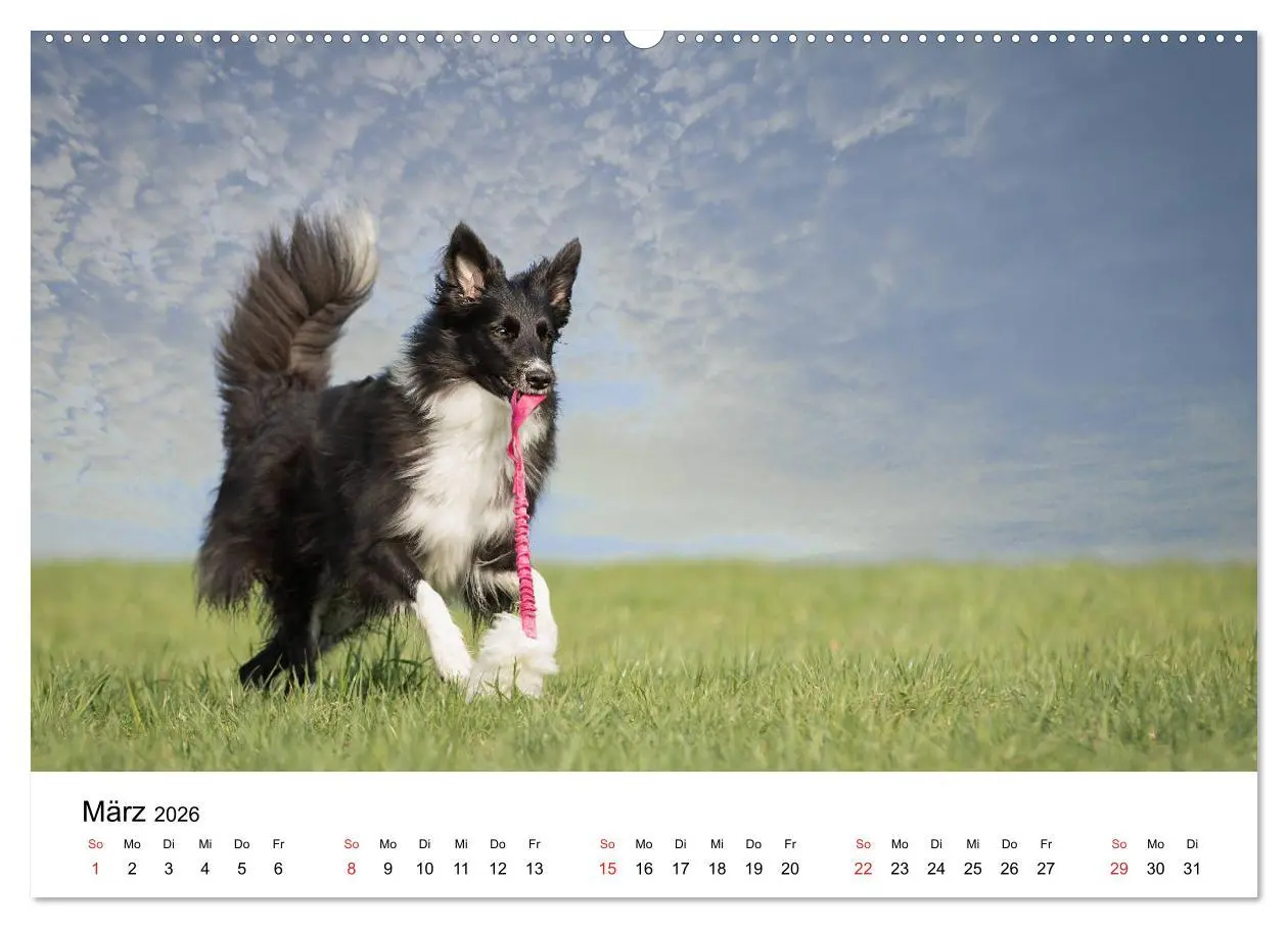 Bild: 9783457679623 | Border Collie - Bunt und clever! (hochwertiger Premium Wandkalender...