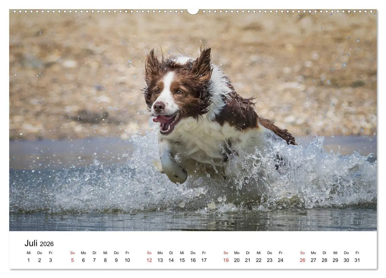 Bild: 9783457679623 | Border Collie - Bunt und clever! (hochwertiger Premium Wandkalender...