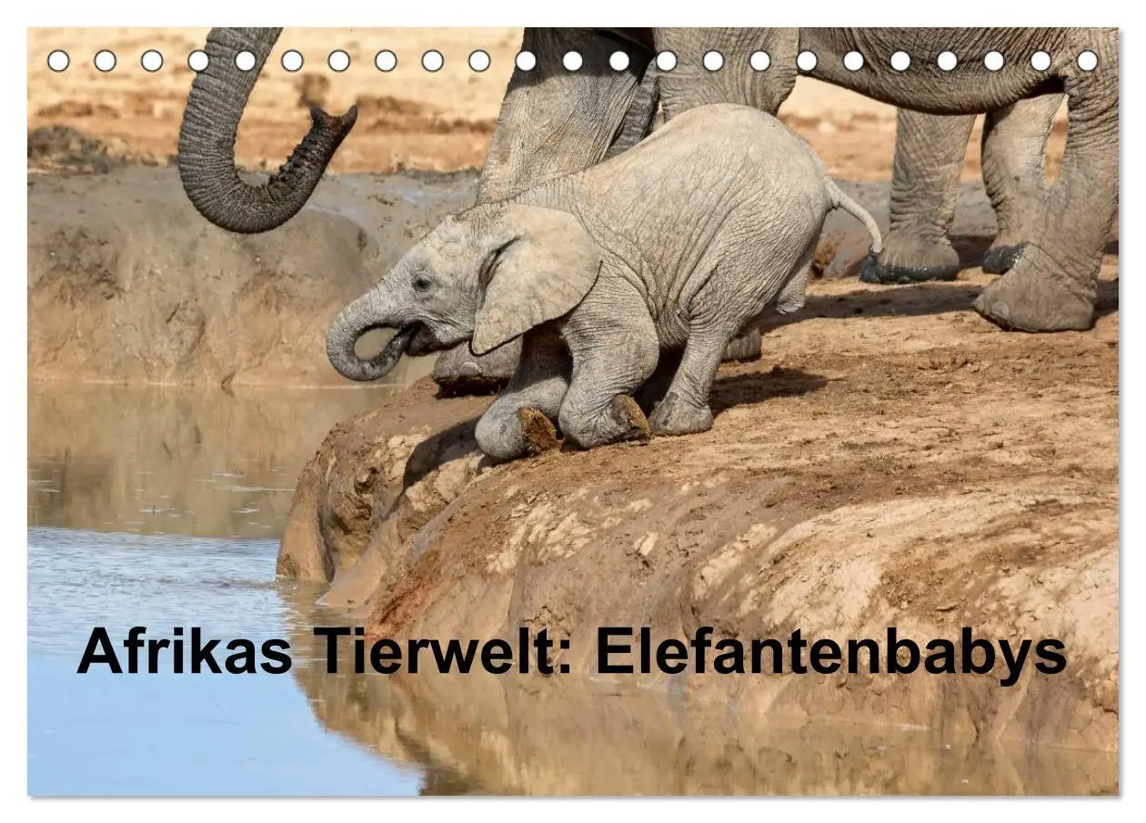 Cover: 9783516219623 | Afrikas Tierwelt: Elefantenbabys (Tischkalender 2026 DIN A5 quer),...