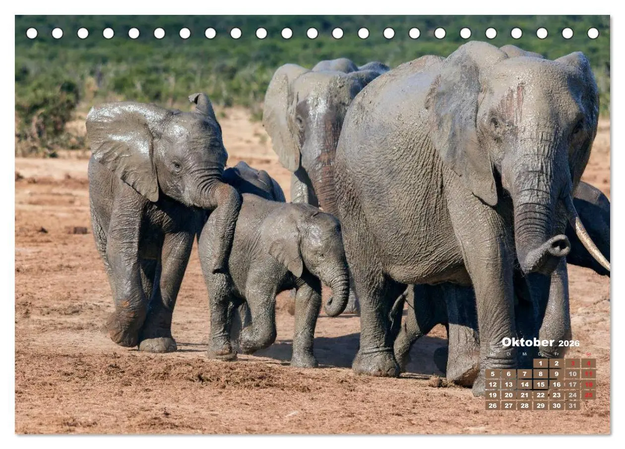 Bild: 9783516219623 | Afrikas Tierwelt: Elefantenbabys (Tischkalender 2026 DIN A5 quer),...