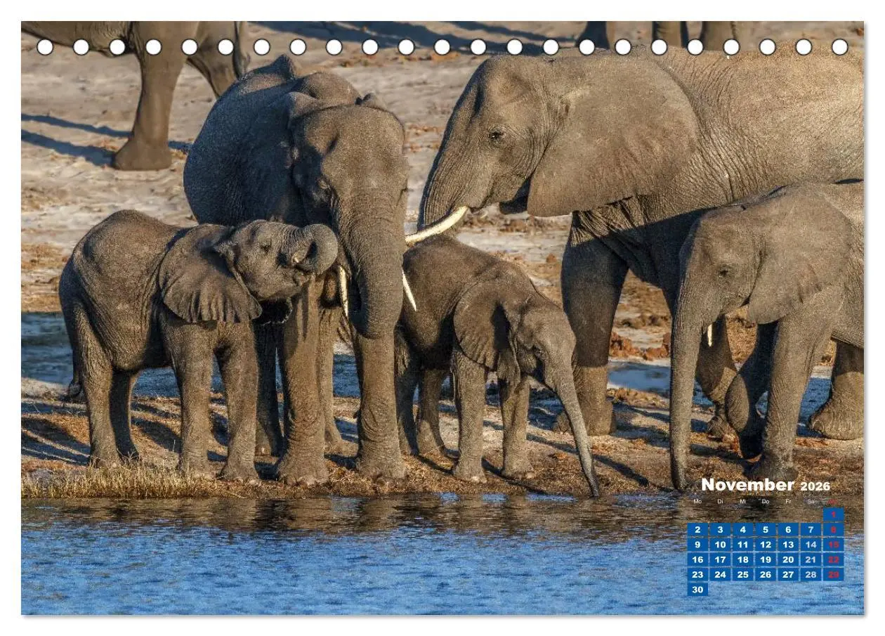 Bild: 9783516219623 | Afrikas Tierwelt: Elefantenbabys (Tischkalender 2026 DIN A5 quer),...