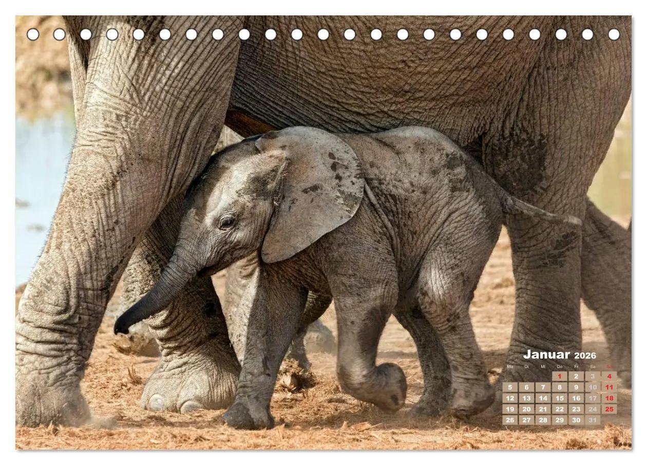 Bild: 9783516219623 | Afrikas Tierwelt: Elefantenbabys (Tischkalender 2026 DIN A5 quer),...