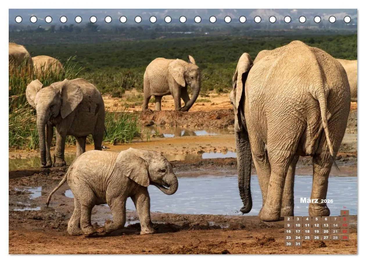 Bild: 9783516219623 | Afrikas Tierwelt: Elefantenbabys (Tischkalender 2026 DIN A5 quer),...
