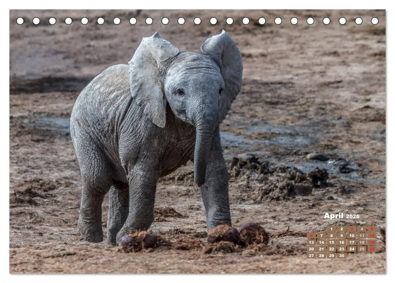 Bild: 9783516219623 | Afrikas Tierwelt: Elefantenbabys (Tischkalender 2026 DIN A5 quer),...