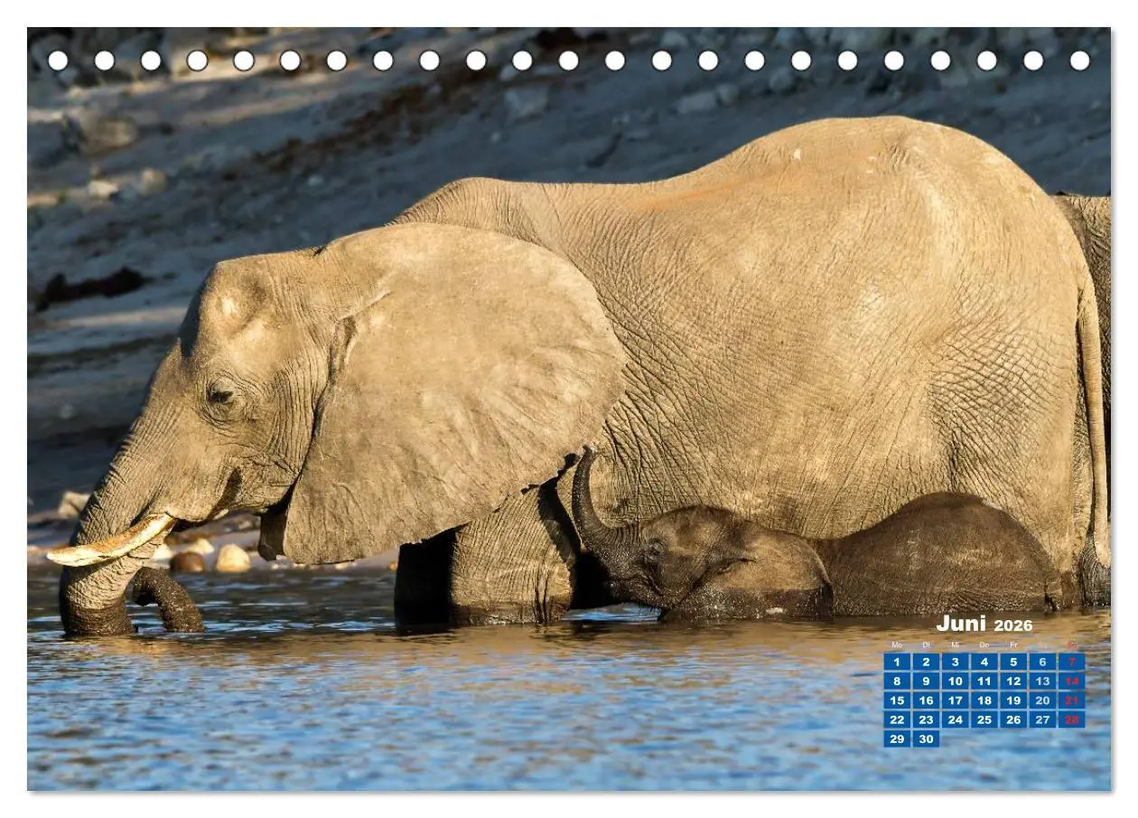 Bild: 9783516219623 | Afrikas Tierwelt: Elefantenbabys (Tischkalender 2026 DIN A5 quer),...