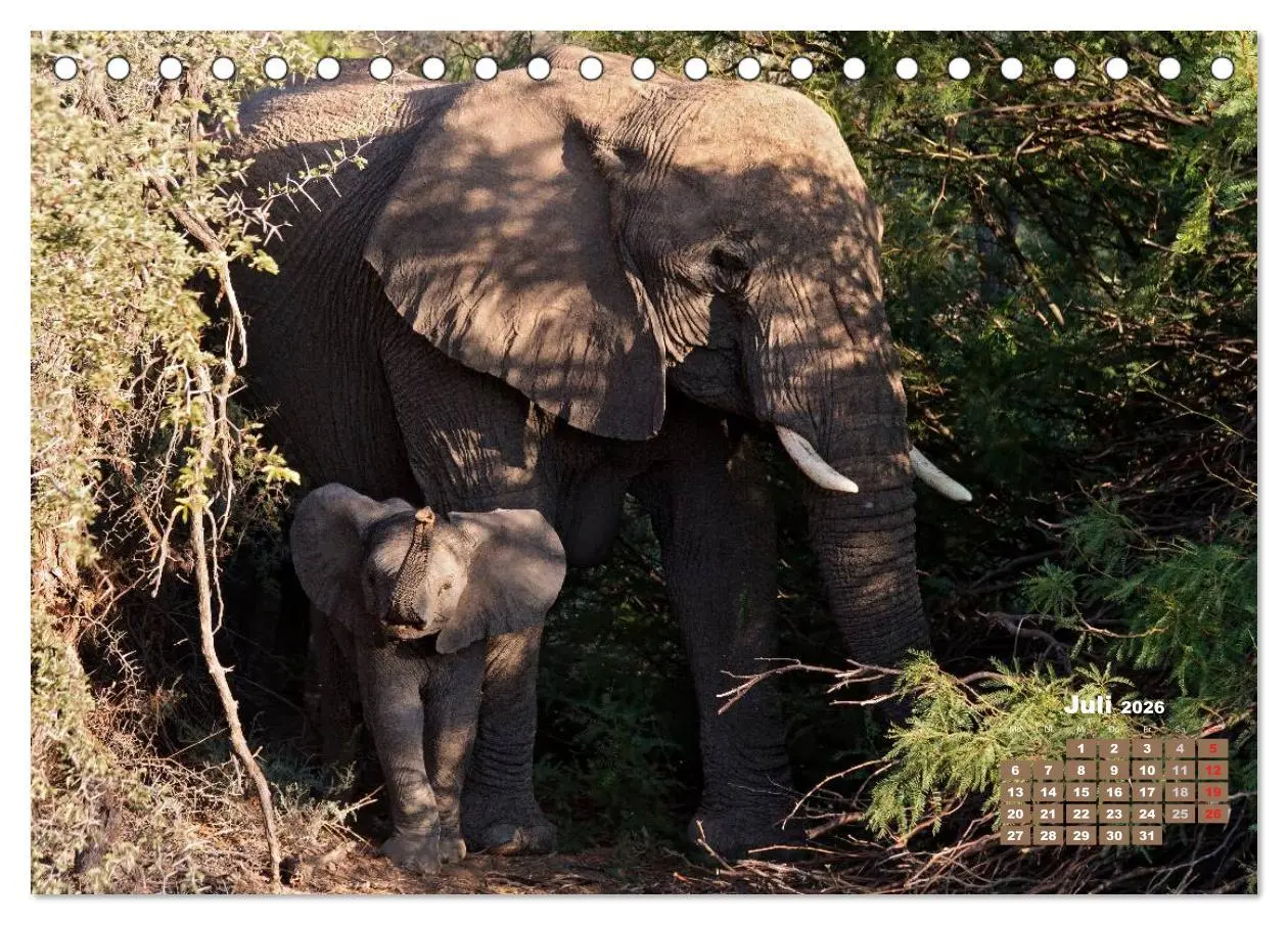 Bild: 9783516219623 | Afrikas Tierwelt: Elefantenbabys (Tischkalender 2026 DIN A5 quer),...