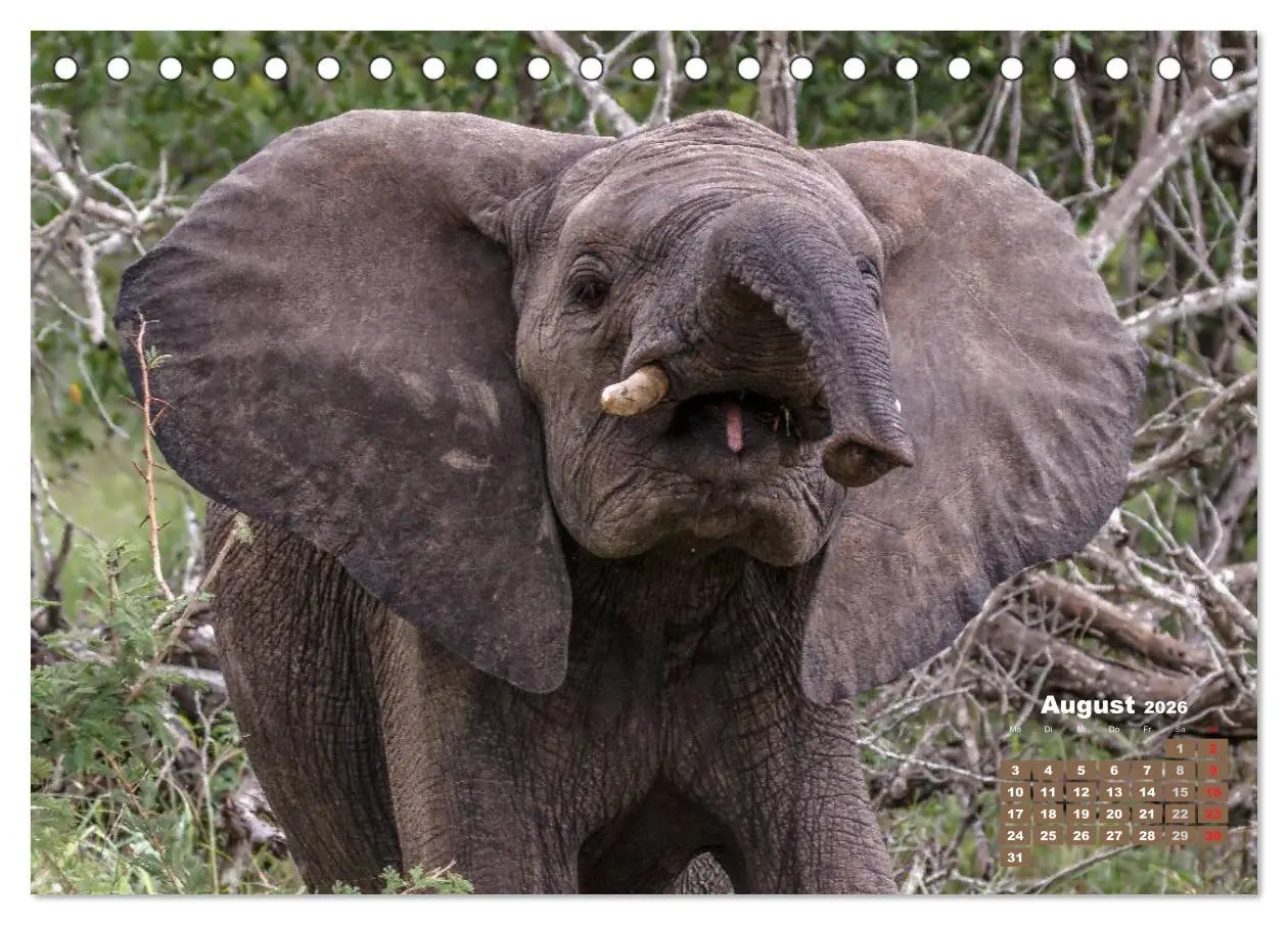 Bild: 9783516219623 | Afrikas Tierwelt: Elefantenbabys (Tischkalender 2026 DIN A5 quer),...