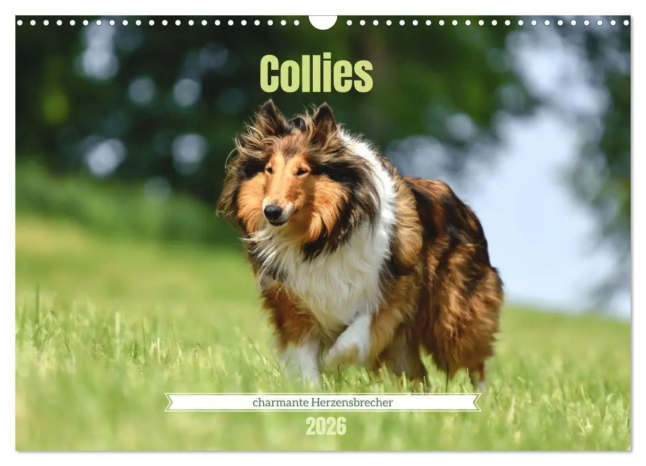 Cover: 9783516699623 | Collies - charmante Herzensbrecher (Wandkalender 2026 DIN A3 quer),...