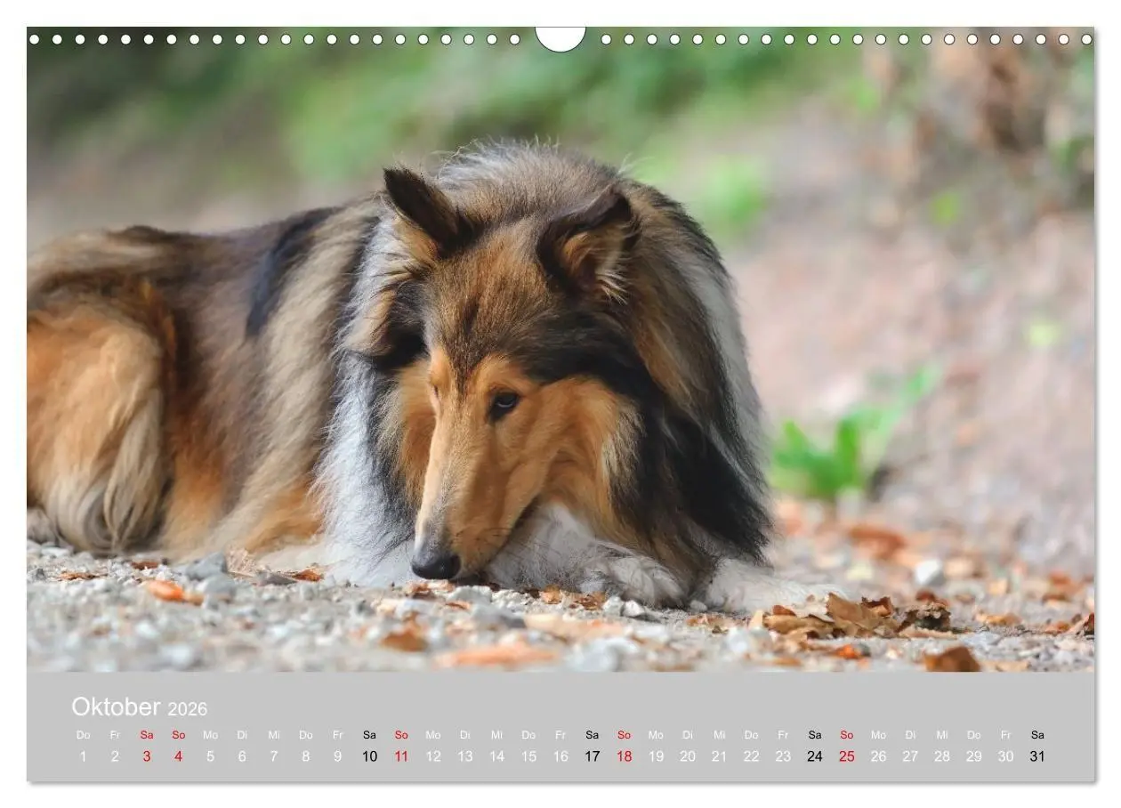Bild: 9783516699623 | Collies - charmante Herzensbrecher (Wandkalender 2026 DIN A3 quer),...