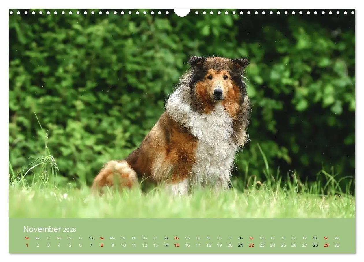 Bild: 9783516699623 | Collies - charmante Herzensbrecher (Wandkalender 2026 DIN A3 quer),...