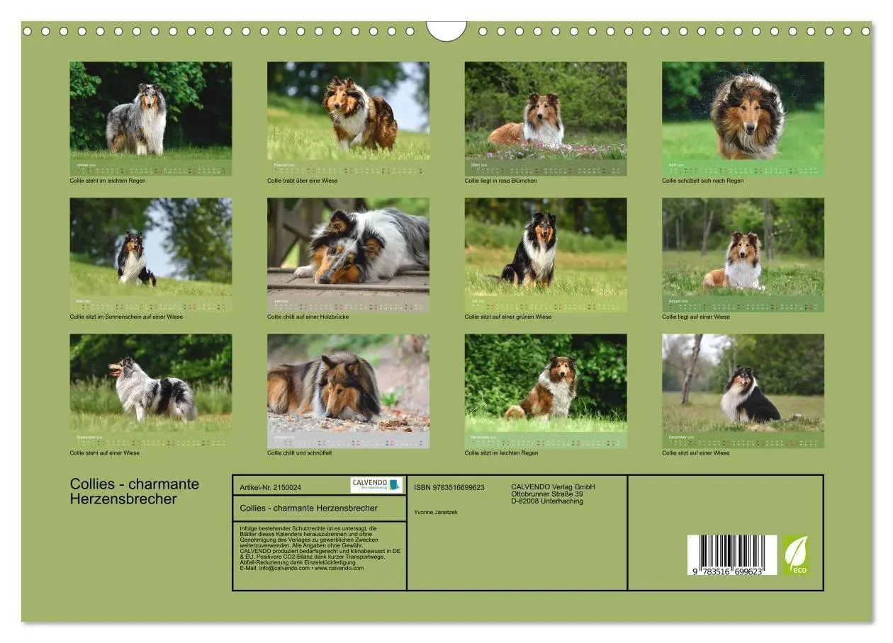 Bild: 9783516699623 | Collies - charmante Herzensbrecher (Wandkalender 2026 DIN A3 quer),...