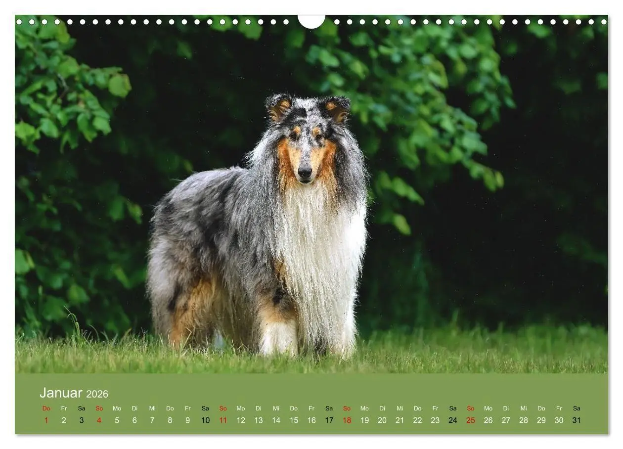 Bild: 9783516699623 | Collies - charmante Herzensbrecher (Wandkalender 2026 DIN A3 quer),...