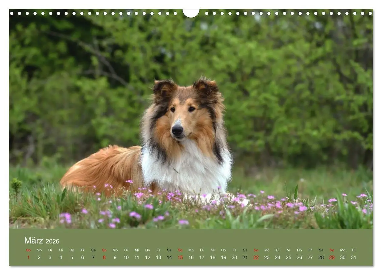 Bild: 9783516699623 | Collies - charmante Herzensbrecher (Wandkalender 2026 DIN A3 quer),...