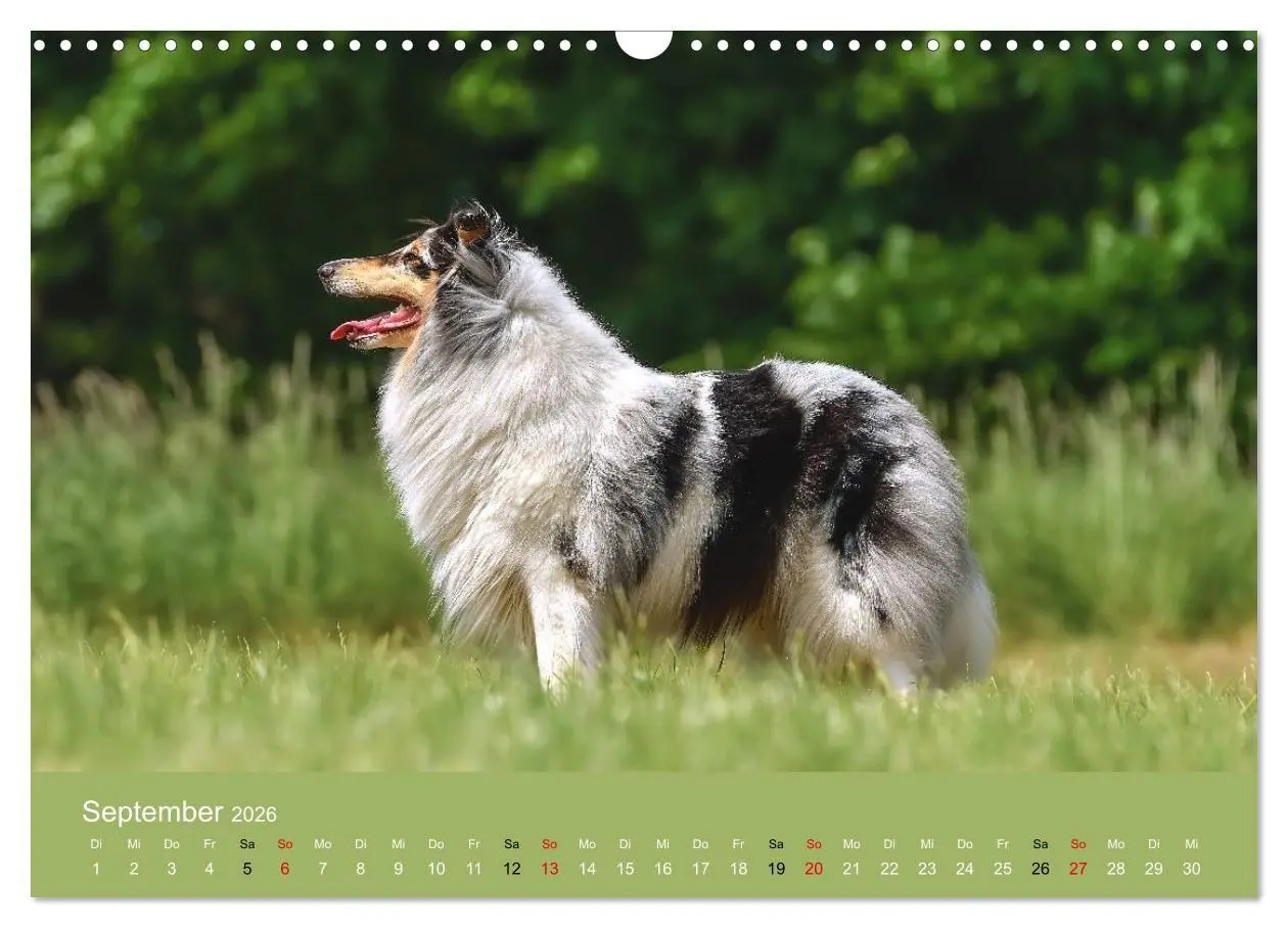 Bild: 9783516699623 | Collies - charmante Herzensbrecher (Wandkalender 2026 DIN A3 quer),...