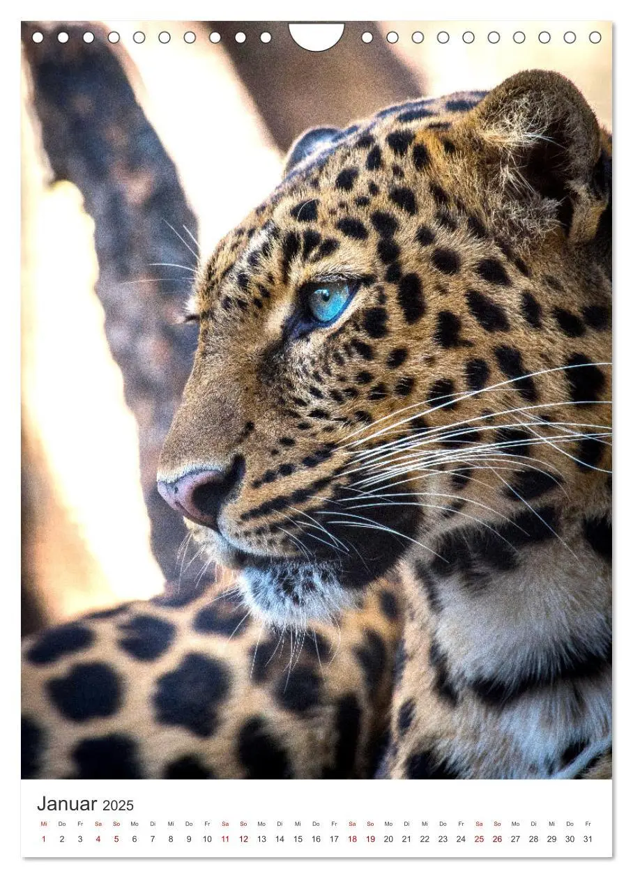 Bild: 9783435889723 | Leoparden - Die Beute im Visier. (Wandkalender 2025 DIN A4 hoch),...