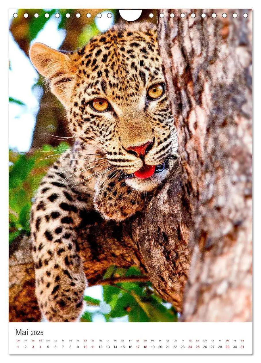 Bild: 9783435889723 | Leoparden - Die Beute im Visier. (Wandkalender 2025 DIN A4 hoch),...