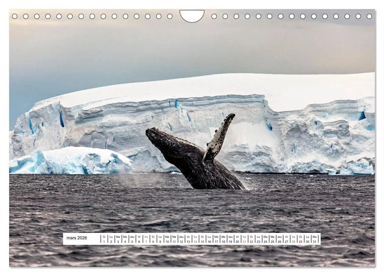 Bild: 9783457289723 | L'Antarctique magique (Calendrier mural 2026 DIN A4 vertical),...