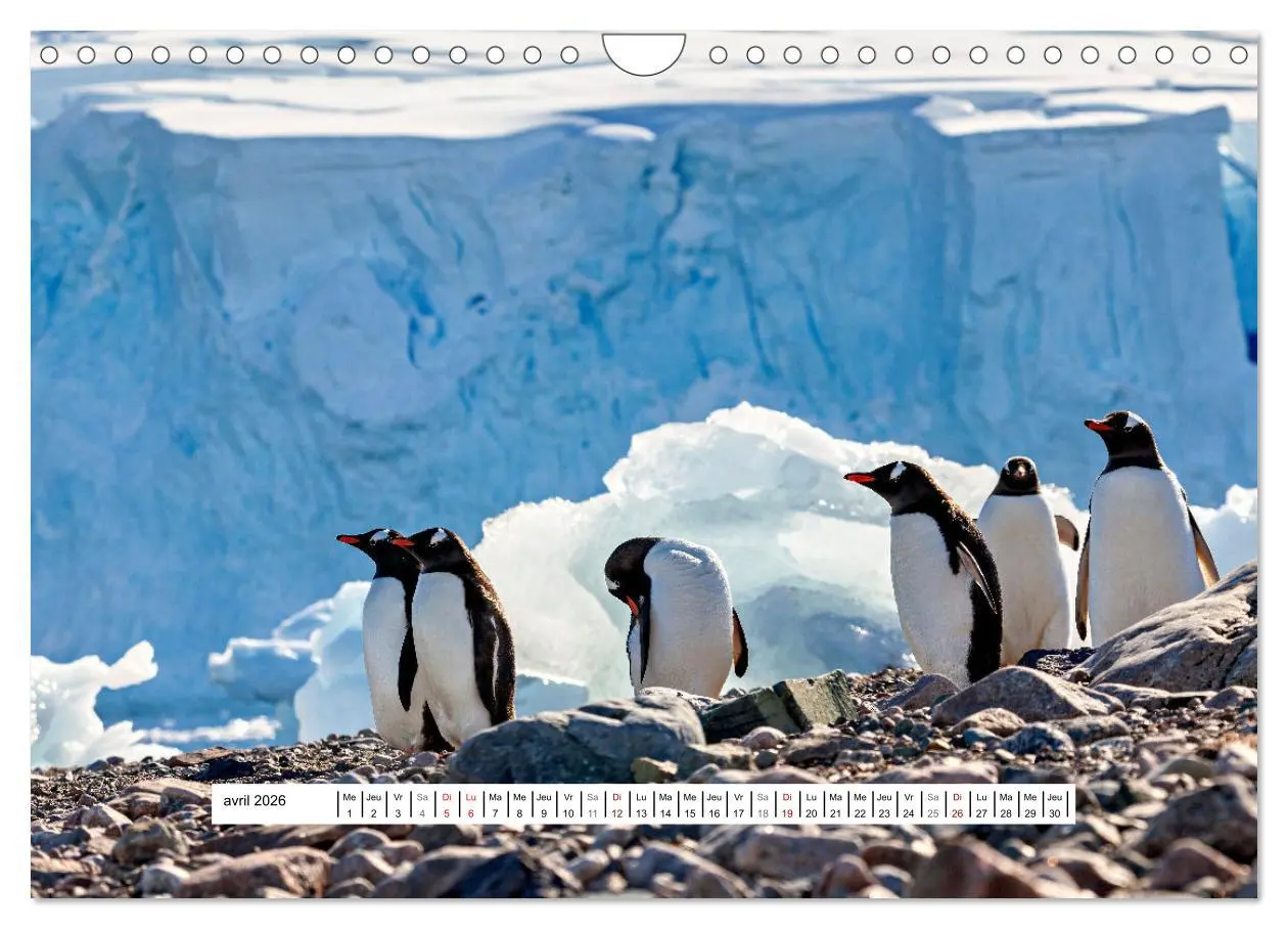 Bild: 9783457289723 | L'Antarctique magique (Calendrier mural 2026 DIN A4 vertical),...