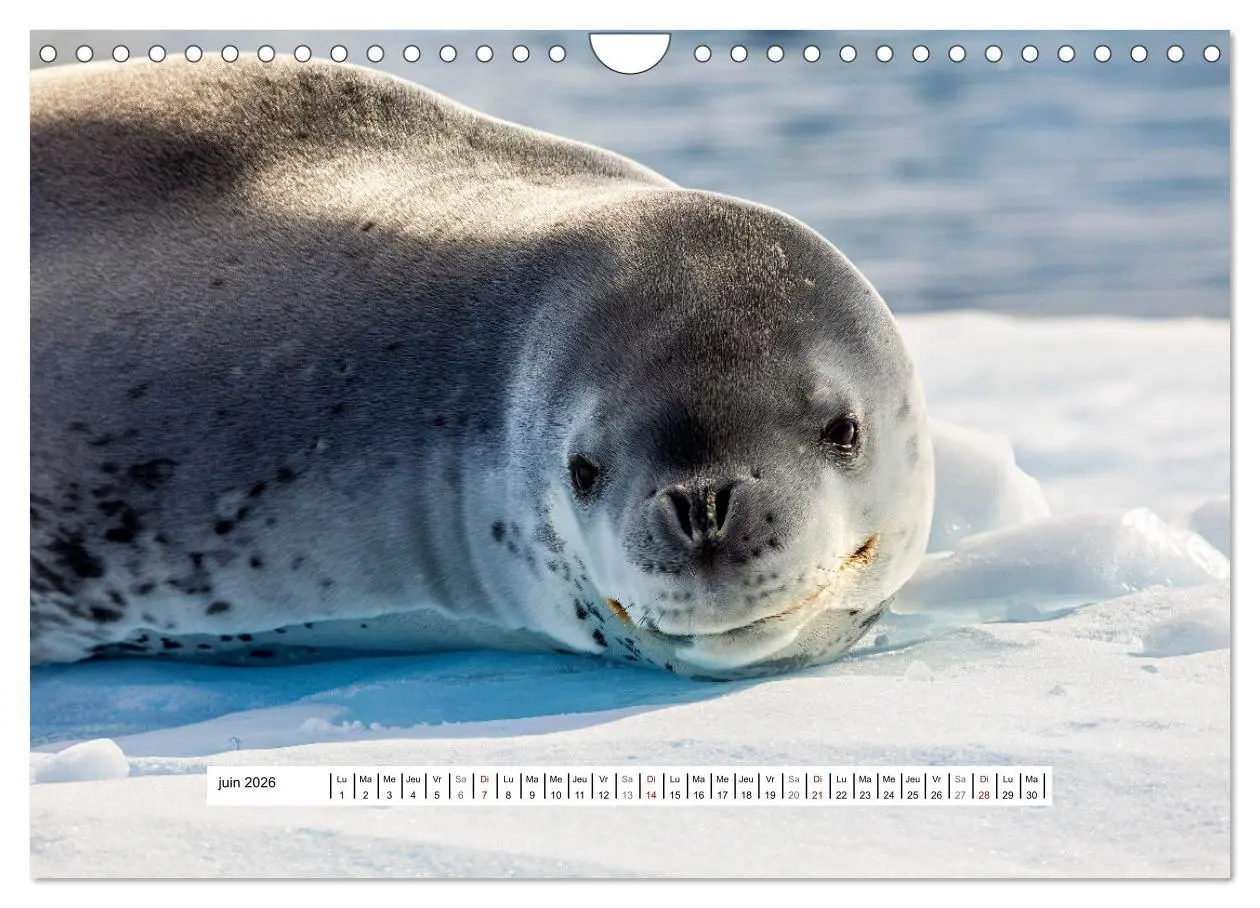 Bild: 9783457289723 | L'Antarctique magique (Calendrier mural 2026 DIN A4 vertical),...
