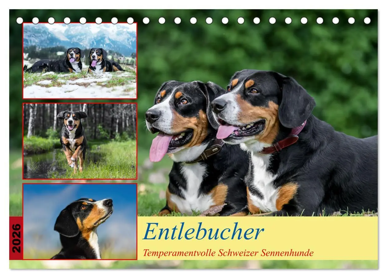 Cover: 9783457349823 | Entlebucher - Temperamentvolle Schweizer Sennenhunde (Tischkalender...