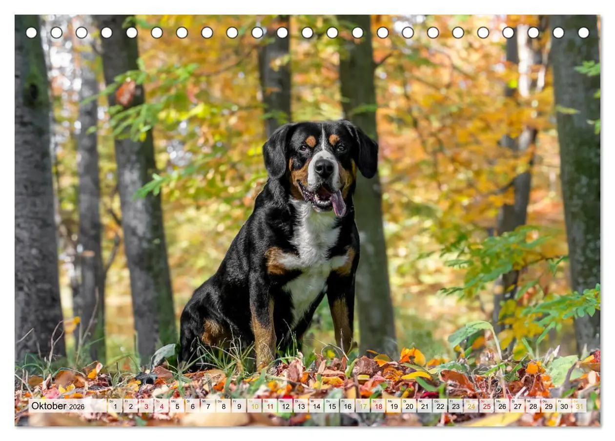Bild: 9783457349823 | Entlebucher - Temperamentvolle Schweizer Sennenhunde (Tischkalender...